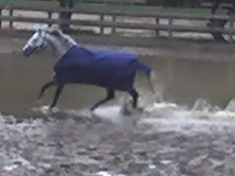 Fuldblod (XX) Polish Princess *Solgt* - Galop billede 9