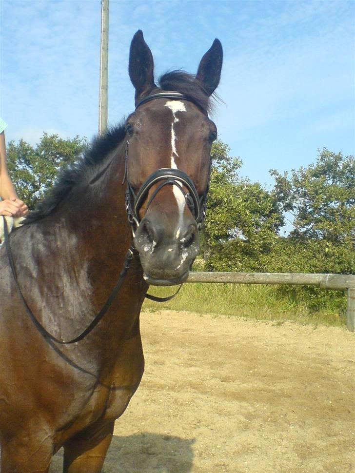 Dansk Varmblod Skovens Caweldo. R.I.P - Se hvor smuk jeq er ! (:  billede 1