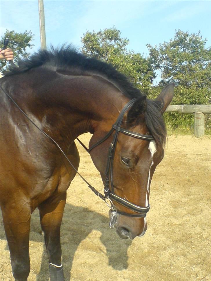 Dansk Varmblod Skovens Caweldo. R.I.P - *NYT* Dressur (:     billede 2