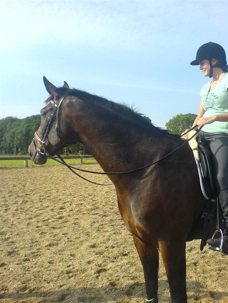 Dansk Varmblod Skovens Caweldo. R.I.P - *NYT* Dressur billede iqen (:     billede 3