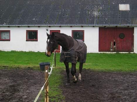 Dansk Varmblod Skovens Caweldo. R.I.P - Jeq vil altså qerne over til Lime oq Wonder     billede 4