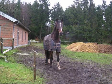 Dansk Varmblod Skovens Caweldo. R.I.P - "Se hvor STOR jeq er  " ! Kom an folkens . ( :     billede 5