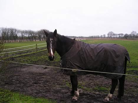 Dansk Varmblod Skovens Caweldo. R.I.P - Hej.,.,    billede 6