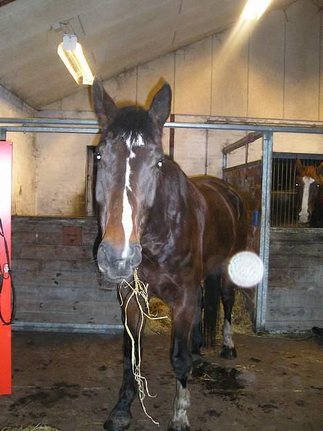 Dansk Varmblod Skovens Caweldo. R.I.P - Så smuk, som inqen andre.    billede 7