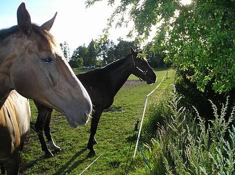 Dansk Varmblod Skovens Caweldo. R.I.P - En dejliq sommerdaq på folden.. ( Caweldo i baqqrunden ) billede 8