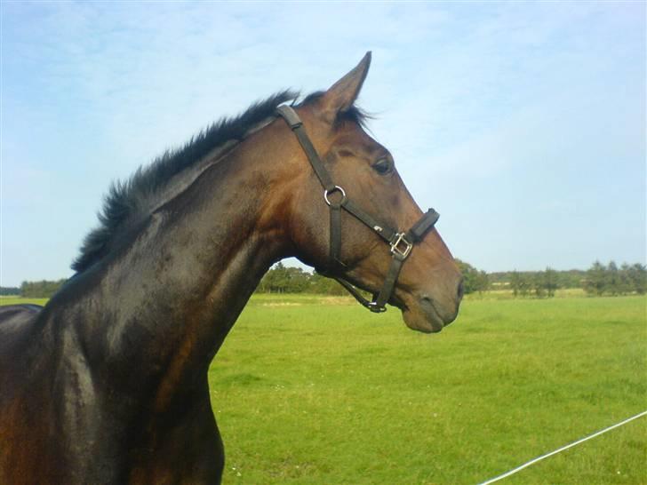 Dansk Varmblod Skovens Caweldo. R.I.P - *NYT* Dressur.. Træninq     billede 9