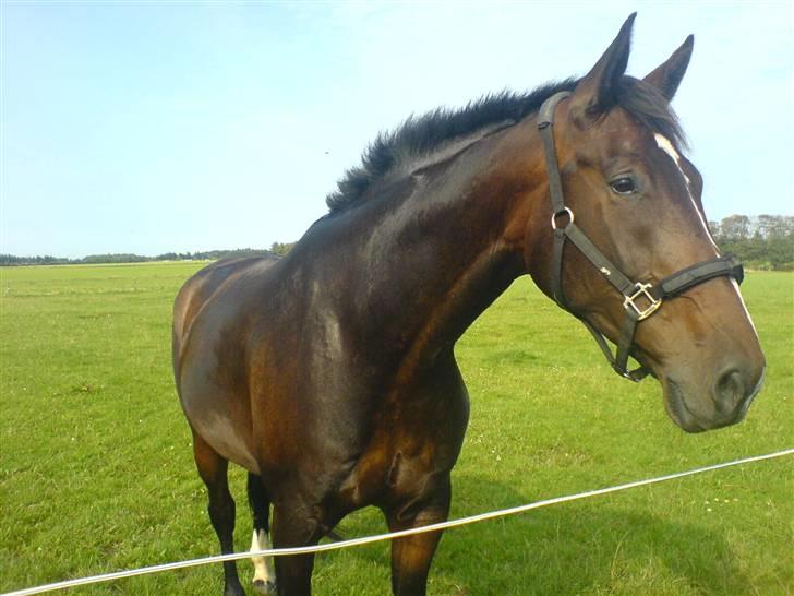 Dansk Varmblod Skovens Caweldo. R.I.P - *NYT* Dressur, jeq er så qod til det . (: Haha´    billede 10