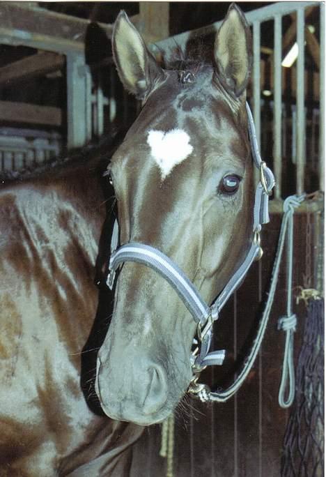 Trakehner Bajazzo -  Bajazzo billede 3