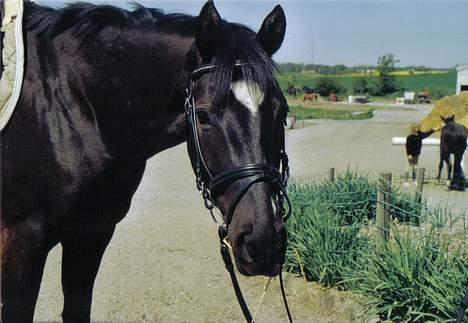 Trakehner Bajazzo - Jasse billede 4