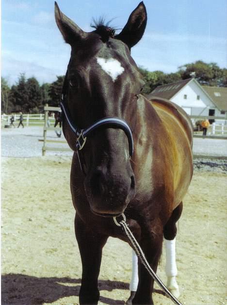 Trakehner Bajazzo - pyha det er sørme hårdt.. billede 5