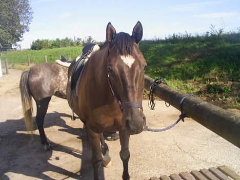 Trakehner Bajazzo - Bajazzo. billede 8