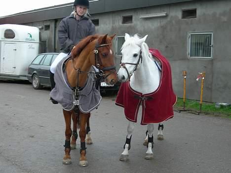 New Forest Sonnius Daphne solgt/død - til landstævne i Vejle med de 2 dejlige ponyer<33 billede 3