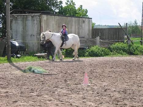 Welsh Mountain (sec A) Skrubbenborg Jamais - min kusine julie 2 år gamel billede 1