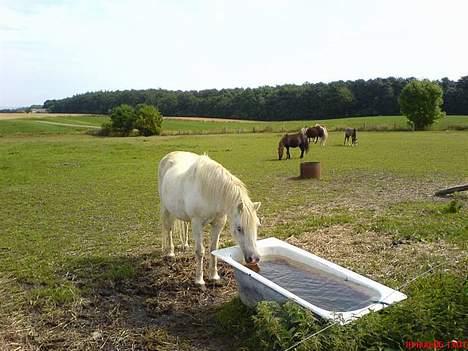 Welsh Mountain (sec A) Skrubbenborg Jamais - jamais drikker af bade karet i sommers billede 2