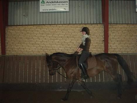 Dansk Varmblod candis viftrup(solgt) billede 11