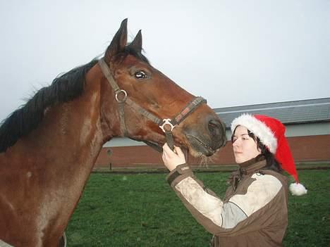 Dansk Varmblod candis viftrup(solgt) billede 12