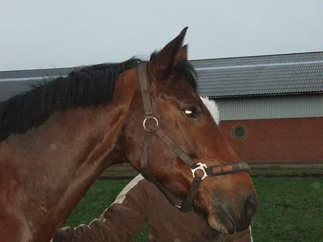 Dansk Varmblod candis viftrup(solgt) billede 13