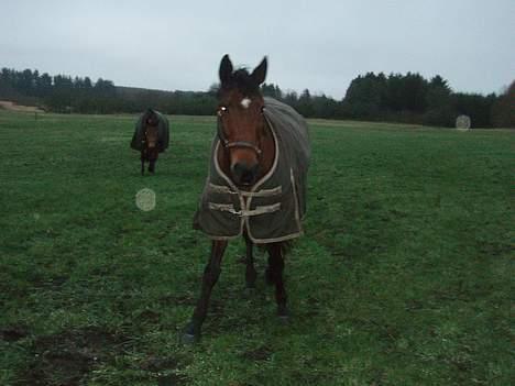 Dansk Varmblod candis viftrup(solgt) billede 14