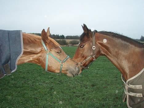 Dansk Varmblod candis viftrup(solgt) billede 15
