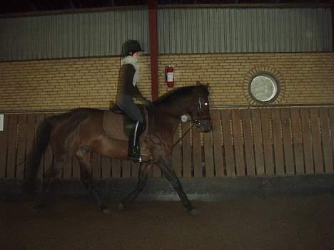 Dansk Varmblod candis viftrup(solgt) billede 16