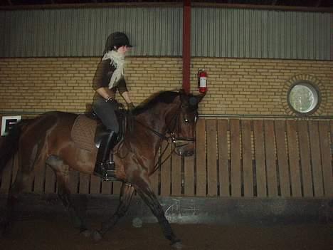 Dansk Varmblod candis viftrup(solgt) billede 17