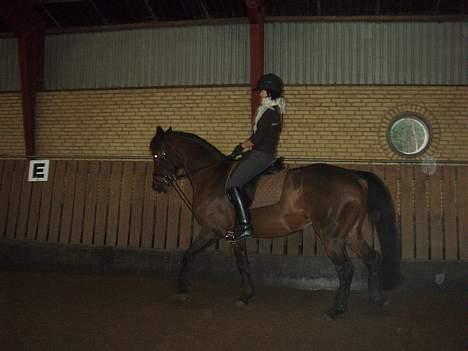 Dansk Varmblod candis viftrup(solgt) billede 18