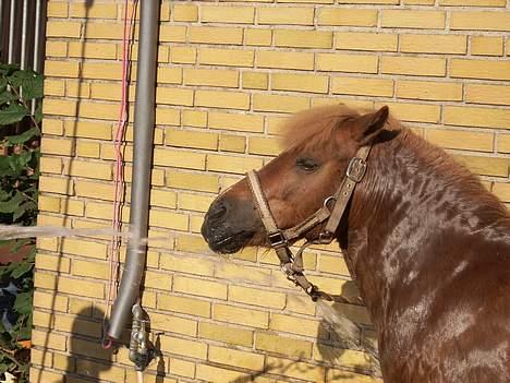 Shetlænder jeppe - Jeg snupper lige en tår vand :) billede 2