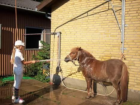 Shetlænder jeppe - Jeppe får sig lige en "Skyller" billede 3