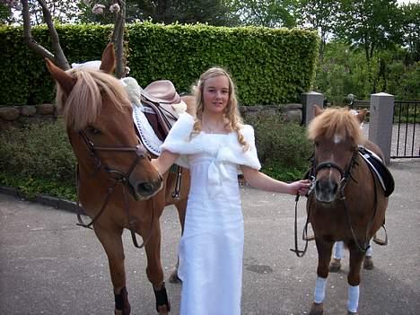 Shetlænder jeppe - komet mig og jeppe billede 5