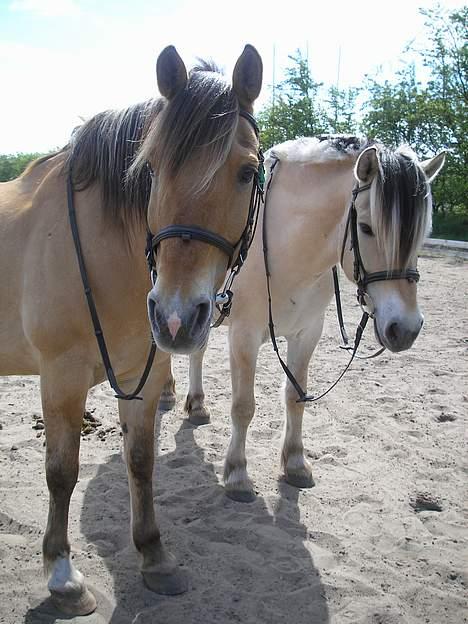 Anden særlig race Ivan RIP - Søde pony :) billede 4