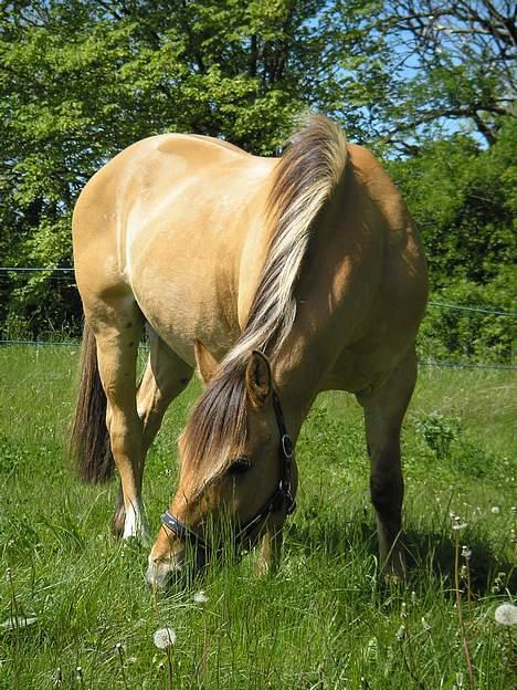 Anden særlig race Ivan RIP - Ivans yndlingsbeskæftigelse. billede 5