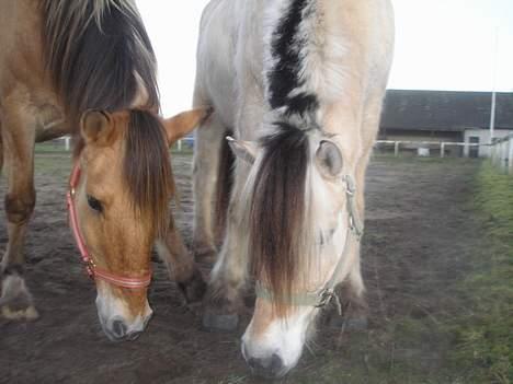 Anden særlig race Ivan RIP - Hvor blev den gulerod nu af? Jeg MÅ bare finde den inden Jesper! billede 6