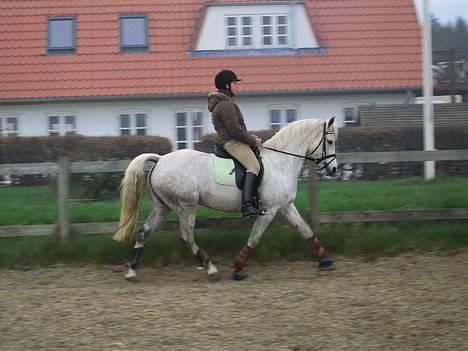 Connemara Barholts Evita billede 13