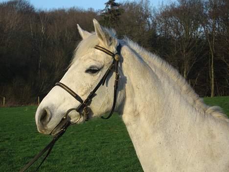 Connemara Barholts Evita billede 14