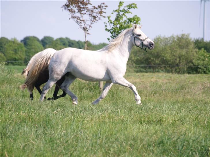 Connemara Barholts Evita billede 15