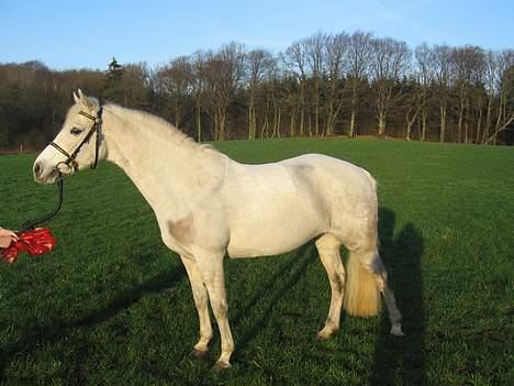 Connemara Barholts Evita billede 16