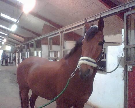 Anden særlig race Cartoons ( solgt) - Min smukkeste Toonie =) billede 1