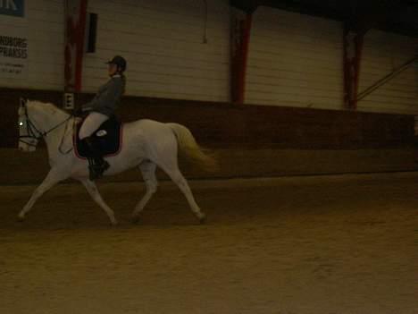 Anden særlig race unicorn(solgt) - undskyld kvaliteten.. Dressur. igang med overgang efter fri trav. billede 20