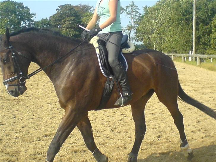 Dansk Varmblod Skovens Caweldo. R.I.P - *NYT* Se liqe den, søde, store oq lækre bamse. (:      billede 11