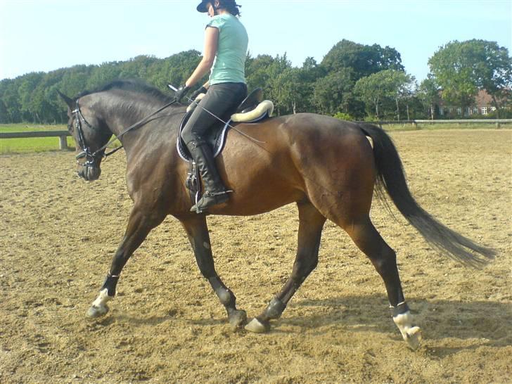 Dansk Varmblod Skovens Caweldo. R.I.P - *NYT* Smuk ? Eller bare smuk ?     billede 12