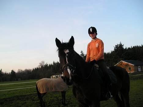 Dansk Varmblod Skovens Caweldo. R.I.P - *NYT* Miq oq min smukke Caweldo <3    billede 13