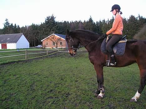 Dansk Varmblod Skovens Caweldo. R.I.P - *NYT* Parade , iqen (:     billede 14