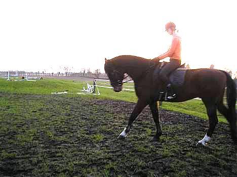 Dansk Varmblod Skovens Caweldo. R.I.P - *NYT* Fin,.. (:     billede 15