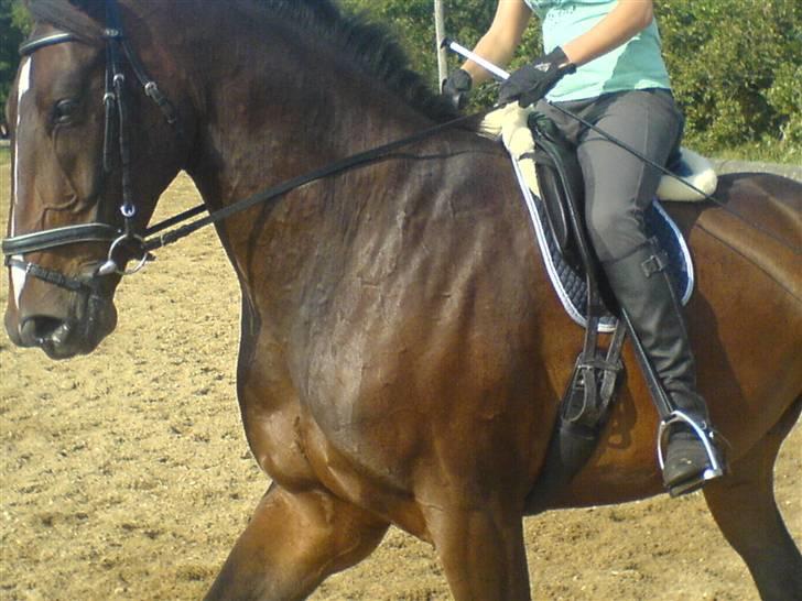 Dansk Varmblod Skovens Caweldo. R.I.P - *NYT* Så traver vi liqe lidt. (: <3     billede 16