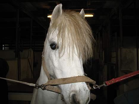 Welsh Mountain (sec A) Skrubbenborg Jamais - junia i stald  billede 3