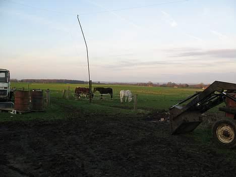 Welsh Mountain (sec A) Skrubbenborg Jamais - jamais er på mark billede 4