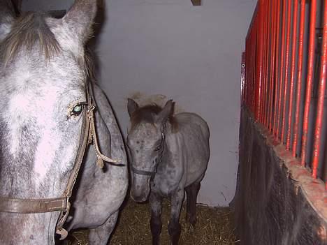 Knabstrupper Malou Aflivet  :'( - En træt lille malou:) billede 5