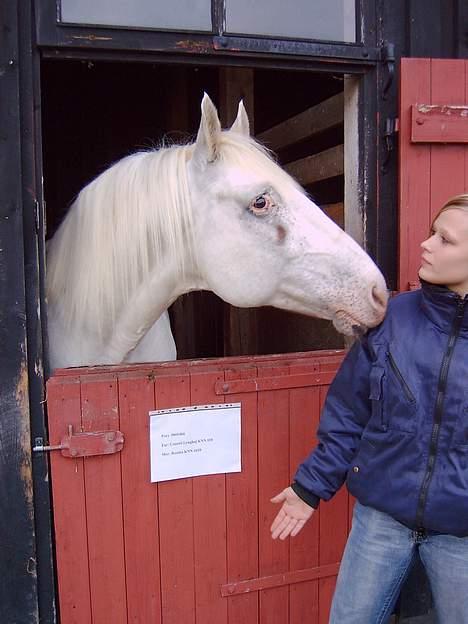 Knabstrupper Malou Aflivet  :'( - Malou´s far.... En rigtig lækker hingst. billede 6