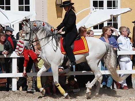 Pura Raza Española versalles  billede 10