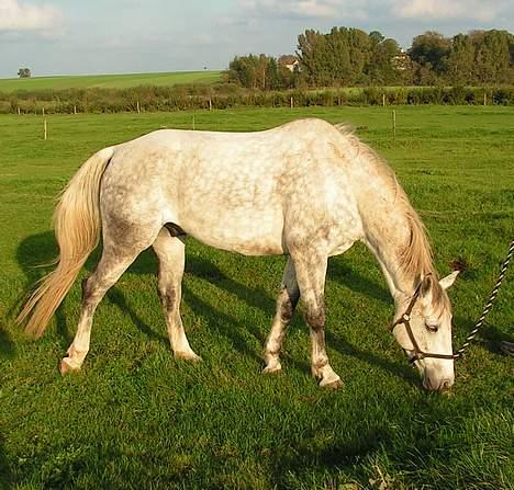 Anden særlig race Bailey *RIP* - Oktober 2006 (ja der er måske lidt græs endnu). billede 1